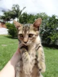 Pitoko