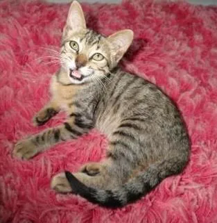 Gato ra a SRD idade 2 a 6 meses nome Pitoko