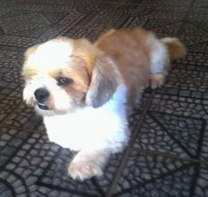 Cachorro raça Lhasa Apso idade 2 anos nome elvis GRATIFICA