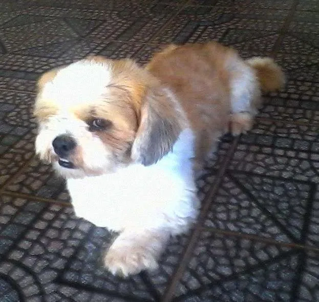 Cachorro ra a Lhasa Apso idade 2 anos nome elvis GRATIFICA