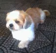 elvis GRATIFICA