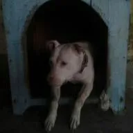 Cachorro raça Pit-Bull idade 5 anos nome BEBEL