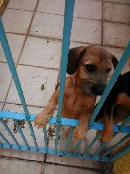 Cachorro ra a SRD idade 2 a 6 meses nome Marrie