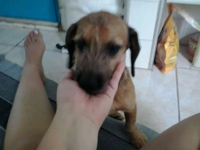 Cachorro ra a SRD idade 2 a 6 meses nome Marrie