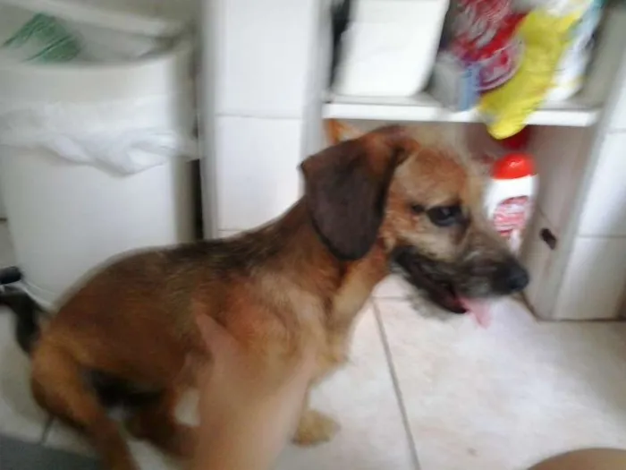 Cachorro ra a SRD idade 2 a 6 meses nome Marrie