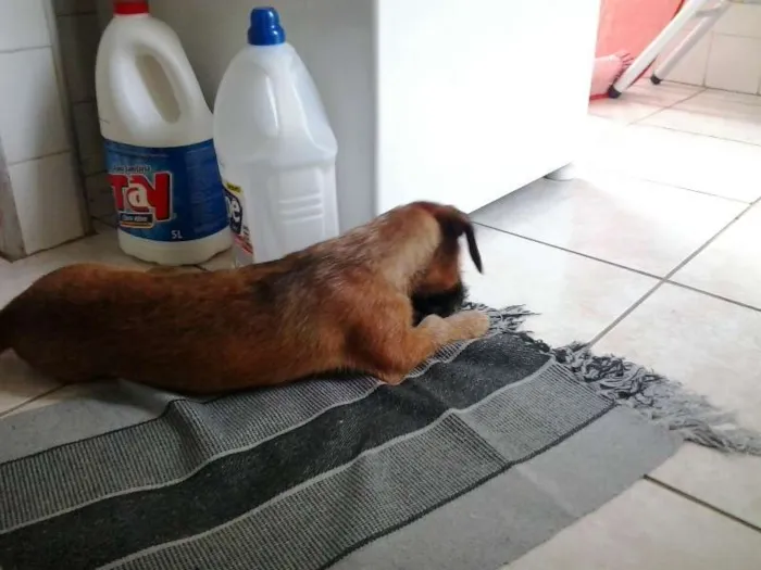 Cachorro ra a SRD idade 2 a 6 meses nome Marrie