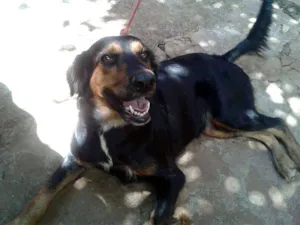 Cachorro raça SRD idade  nome Juli