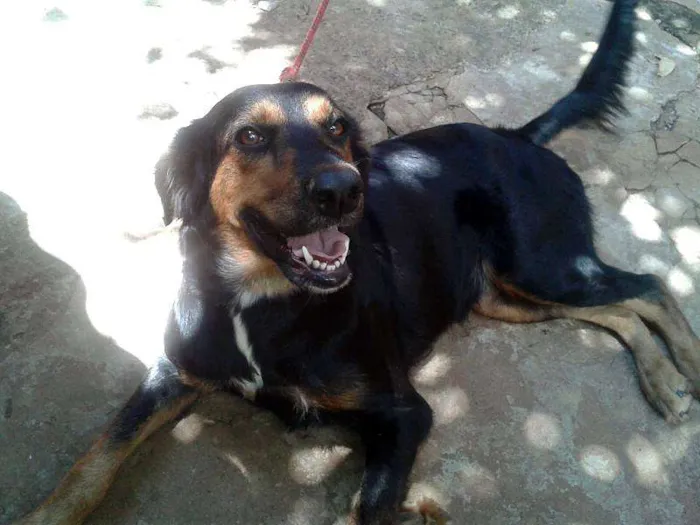 Cachorro ra a SRD idade nome Juli