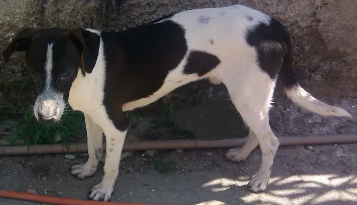 Cachorro raça SRD idade 1 ano nome Ted