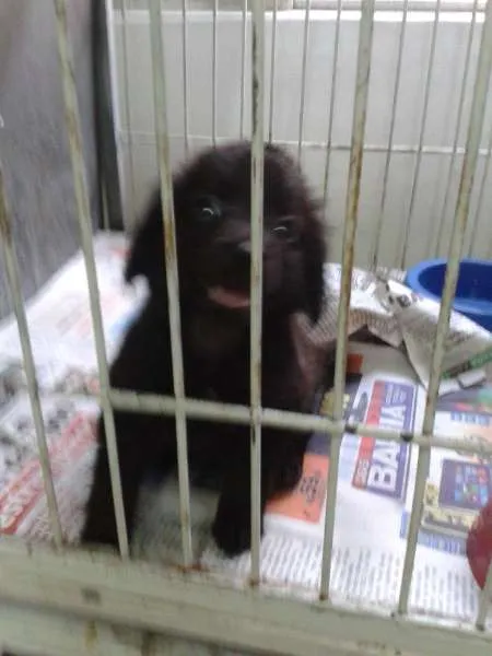 Cachorro ra a SRD idade Abaixo de 2 meses nome Bob