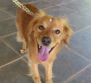 Cachorro raça SRD idade 7 a 11 meses nome Alice