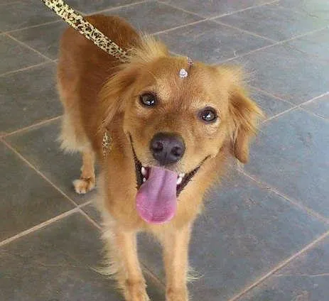 Cachorro ra a SRD idade 7 a 11 meses nome Alice