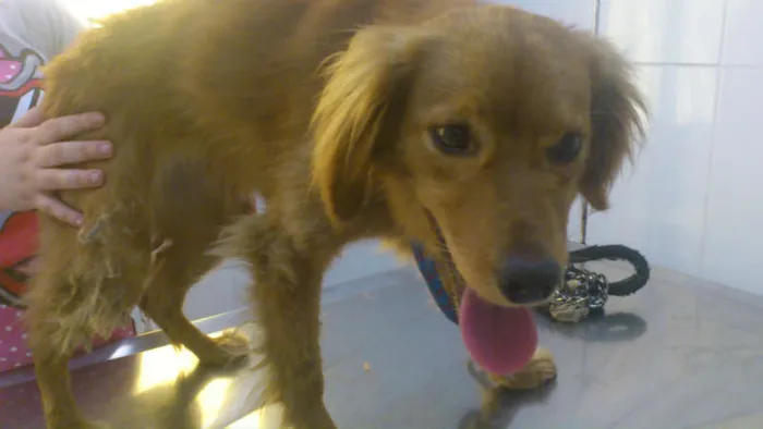 Cachorro ra a SRD idade 7 a 11 meses nome Alice