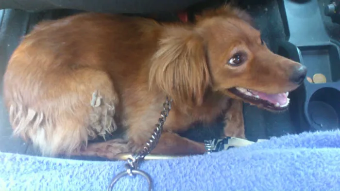 Cachorro ra a SRD idade 7 a 11 meses nome Alice