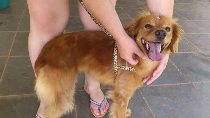 Cachorro ra a SRD idade 7 a 11 meses nome Alice