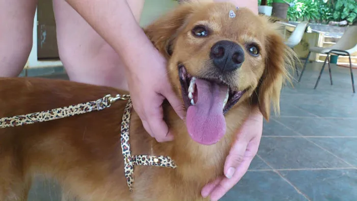 Cachorro ra a SRD idade 7 a 11 meses nome Alice