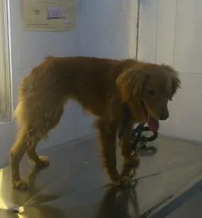 Cachorro ra a SRD idade 7 a 11 meses nome Alice