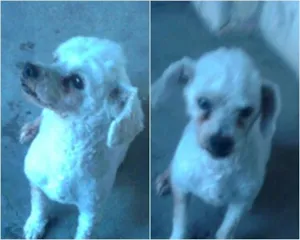 Cachorro raça Poodle idade 6 ou mais anos nome Kiko