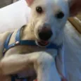 Doggy