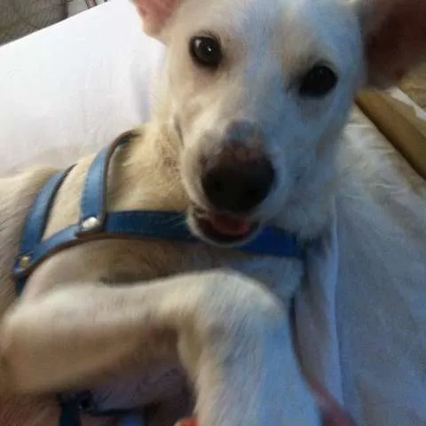 Cachorro ra a SRD idade 5 anos nome Doggy