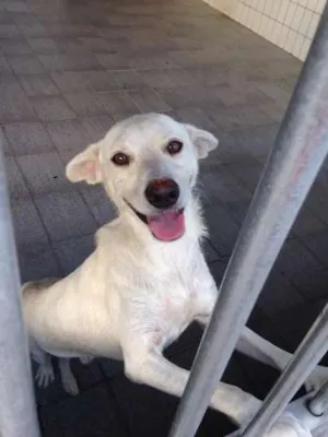 Cachorro raça SRD idade 5 anos nome Doggy