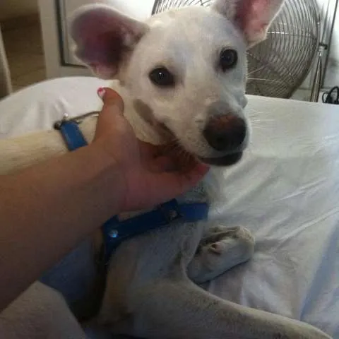 Cachorro ra a SRD idade 5 anos nome Doggy