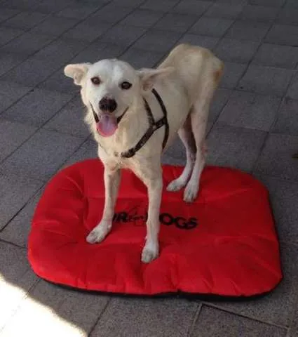 Cachorro ra a SRD idade 5 anos nome Doggy