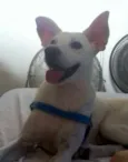 Doggy