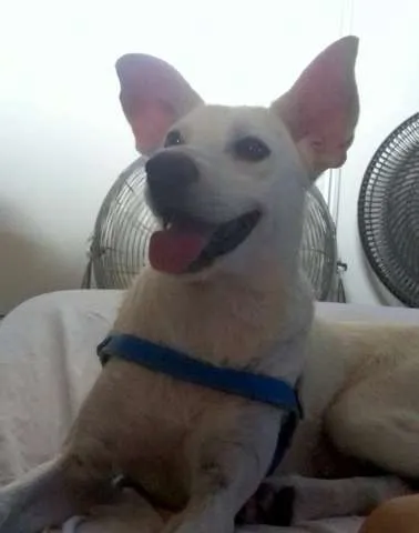Cachorro ra a SRD idade 5 anos nome Doggy