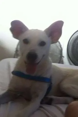 Cachorro ra a SRD idade 5 anos nome Doggy