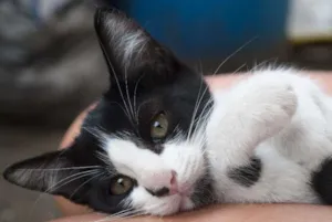 Gato raça SRD idade 2 a 6 meses nome Maria Betânia