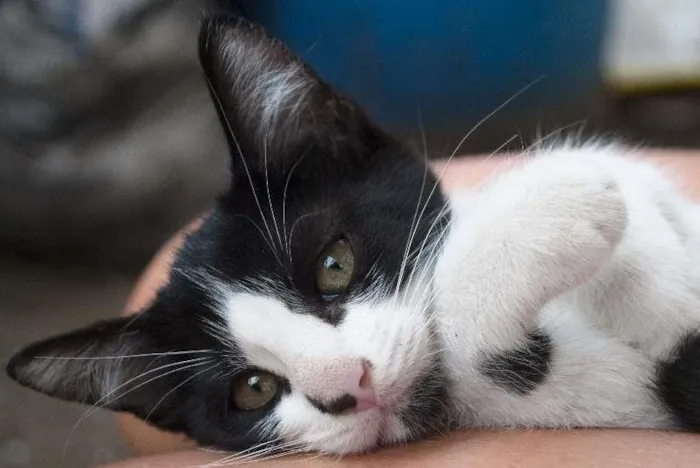 Gato ra a SRD idade 2 a 6 meses nome Maria Betânia