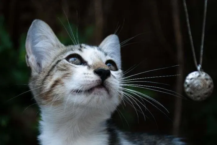 Gato ra a SRD idade 2 a 6 meses nome Rita Lee