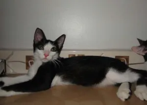 Gato raça SRD idade  nome Fievel