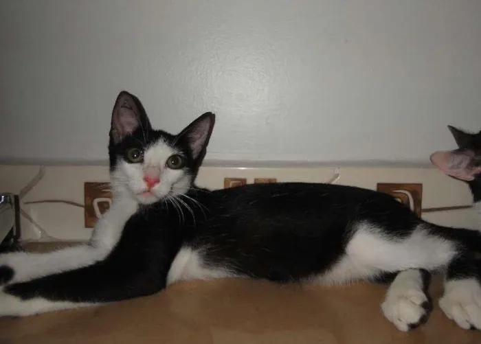 Gato ra a SRD idade  nome Fievel