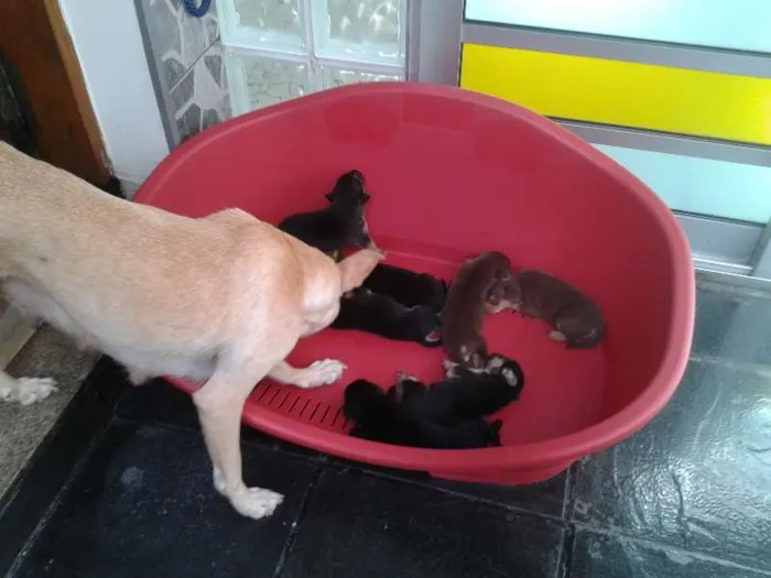 Cachorro ra a SRD idade  nome Lindos filhotes