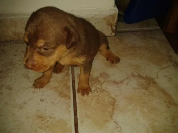 Cachorro ra a SRD idade  nome Lindos filhotes