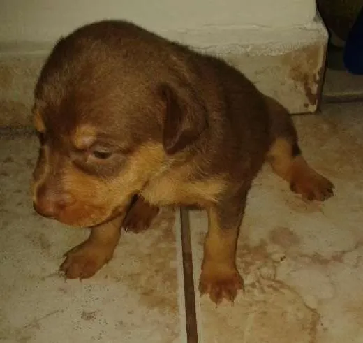 Cachorro ra a SRD idade  nome Lindos filhotes
