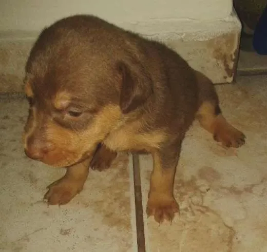 Cachorro ra a SRD idade  nome Lindos filhotes
