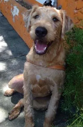 Cachorro ra a SRD idade 7 a 11 meses nome Pitoco