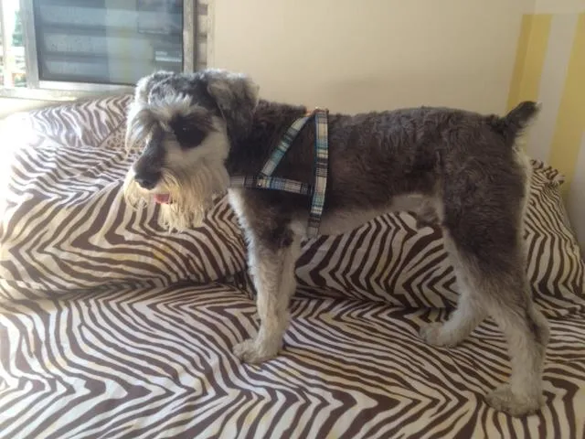 Cachorro ra a Schnauzer  idade 1 ano nome Tufão