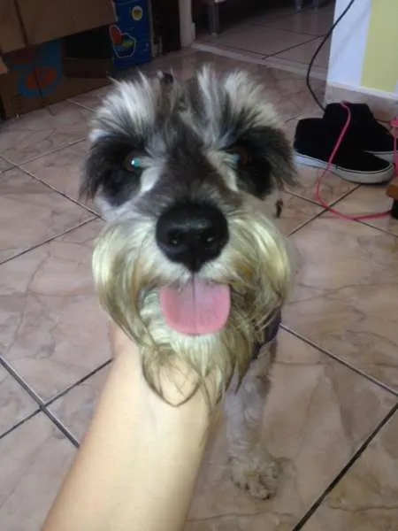 Cachorro ra a Schnauzer  idade 1 ano nome Tufão