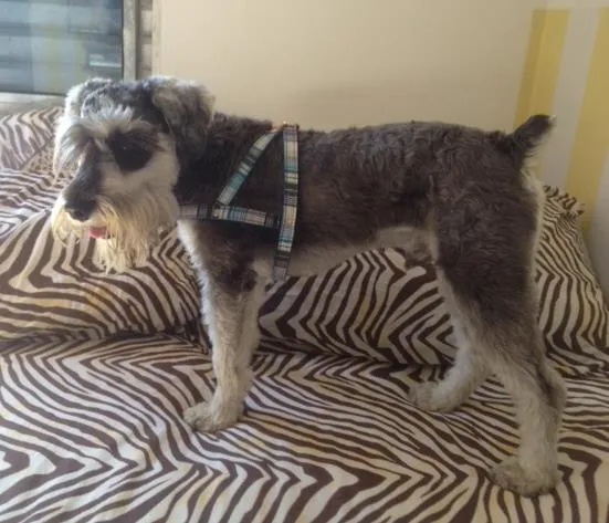 Cachorro ra a Schnauzer  idade 1 ano nome Tufão