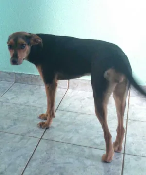 Cachorro raça SRD idade 7 a 11 meses nome nina