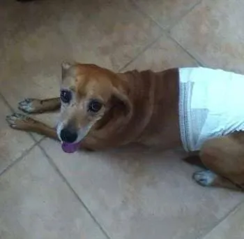 Cachorro ra a SRD idade  nome não sei