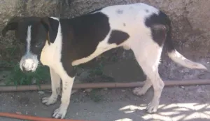 Cachorro raça SRD idade 1 ano nome Ted