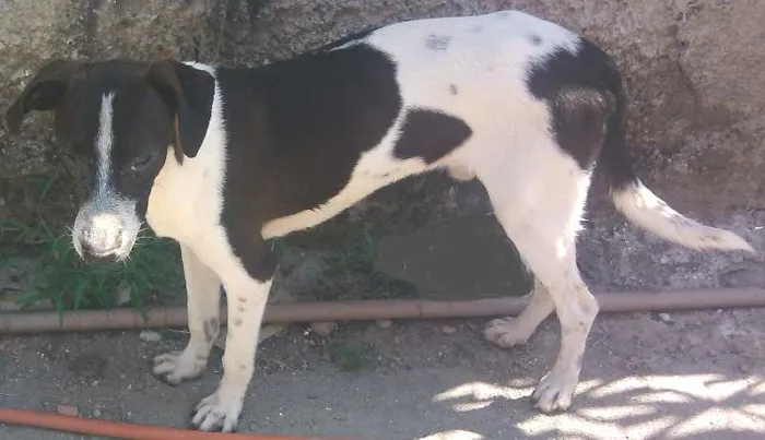 Cachorro raça SRD idade 1 ano nome Ted