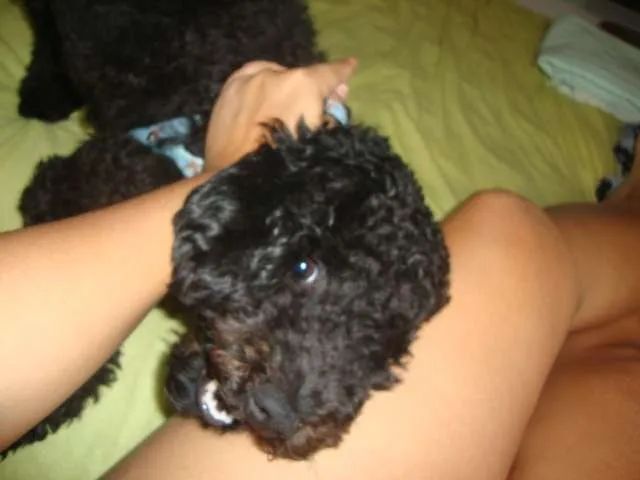 Cachorro ra a Poodle idade 7 a 11 meses nome beto