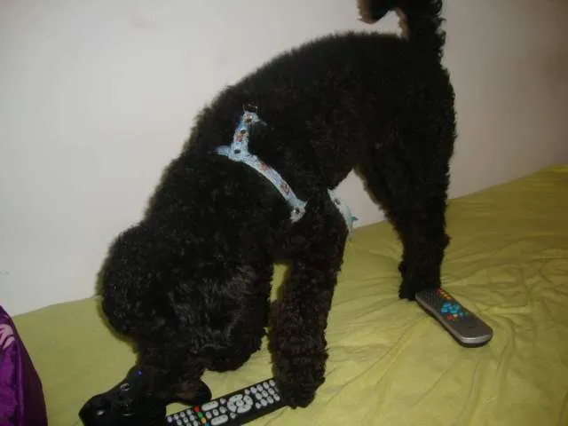Cachorro ra a Poodle idade 7 a 11 meses nome beto
