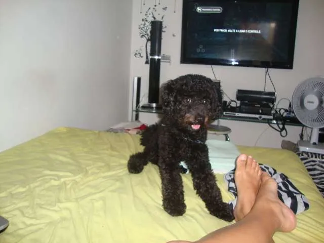 Cachorro ra a Poodle idade 7 a 11 meses nome beto
